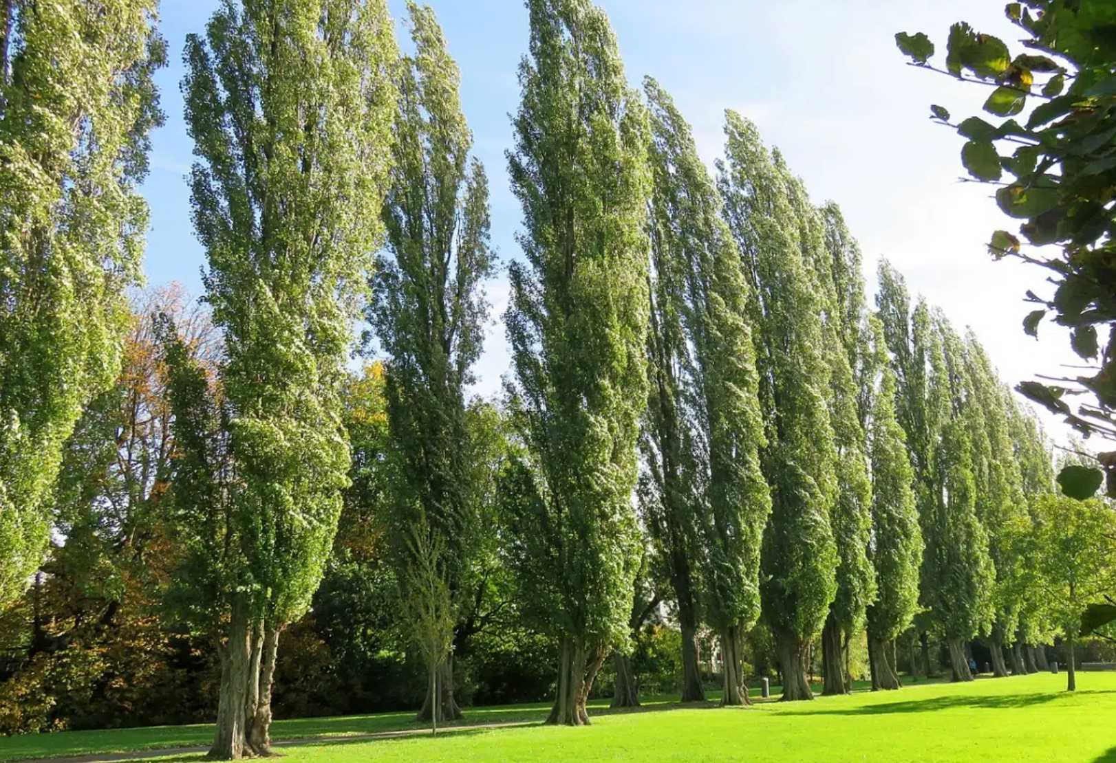 Diversos exemplars de Populus nigra