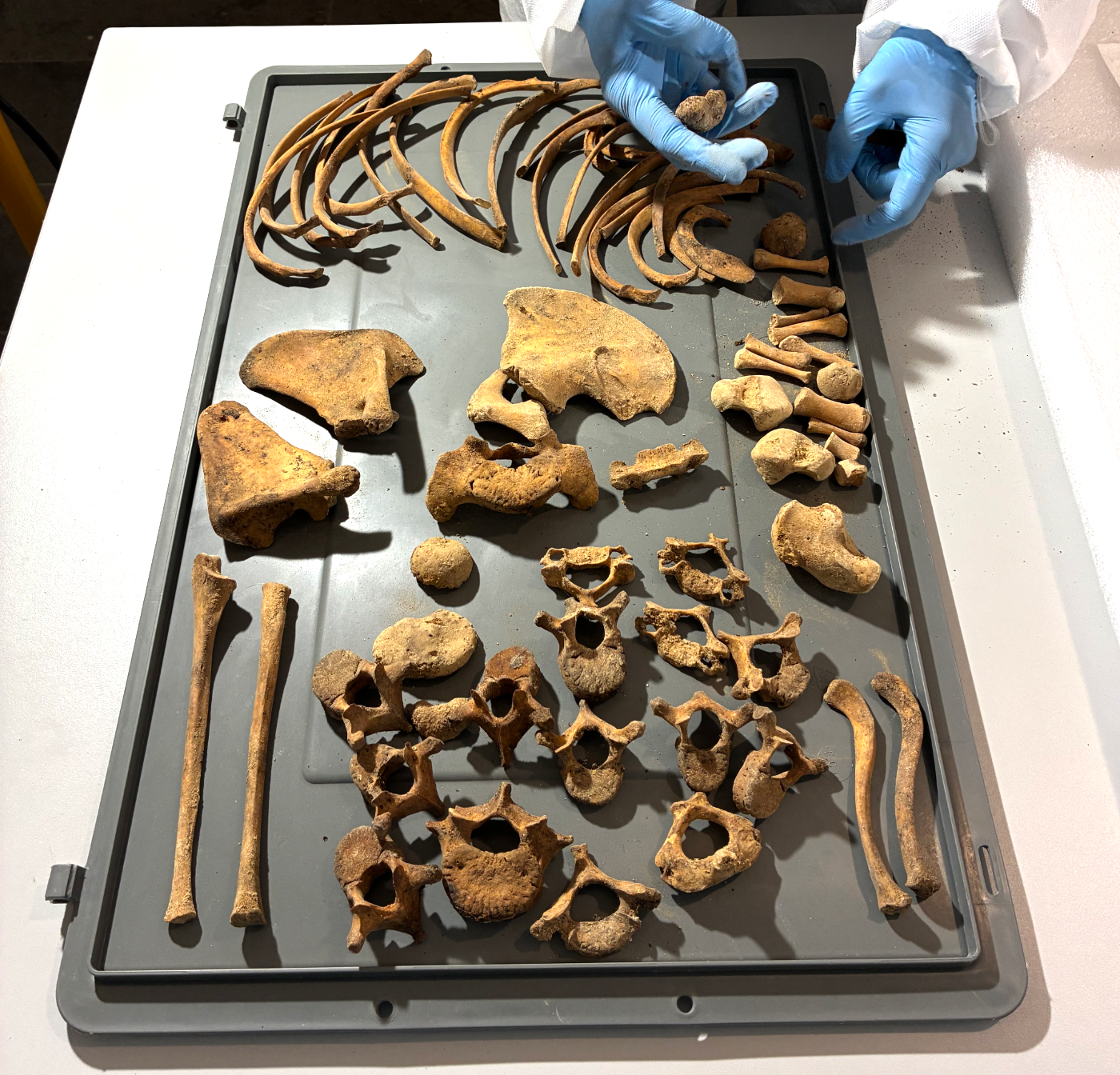 Anàlisi d'alguns ossos trobats al laboratori 