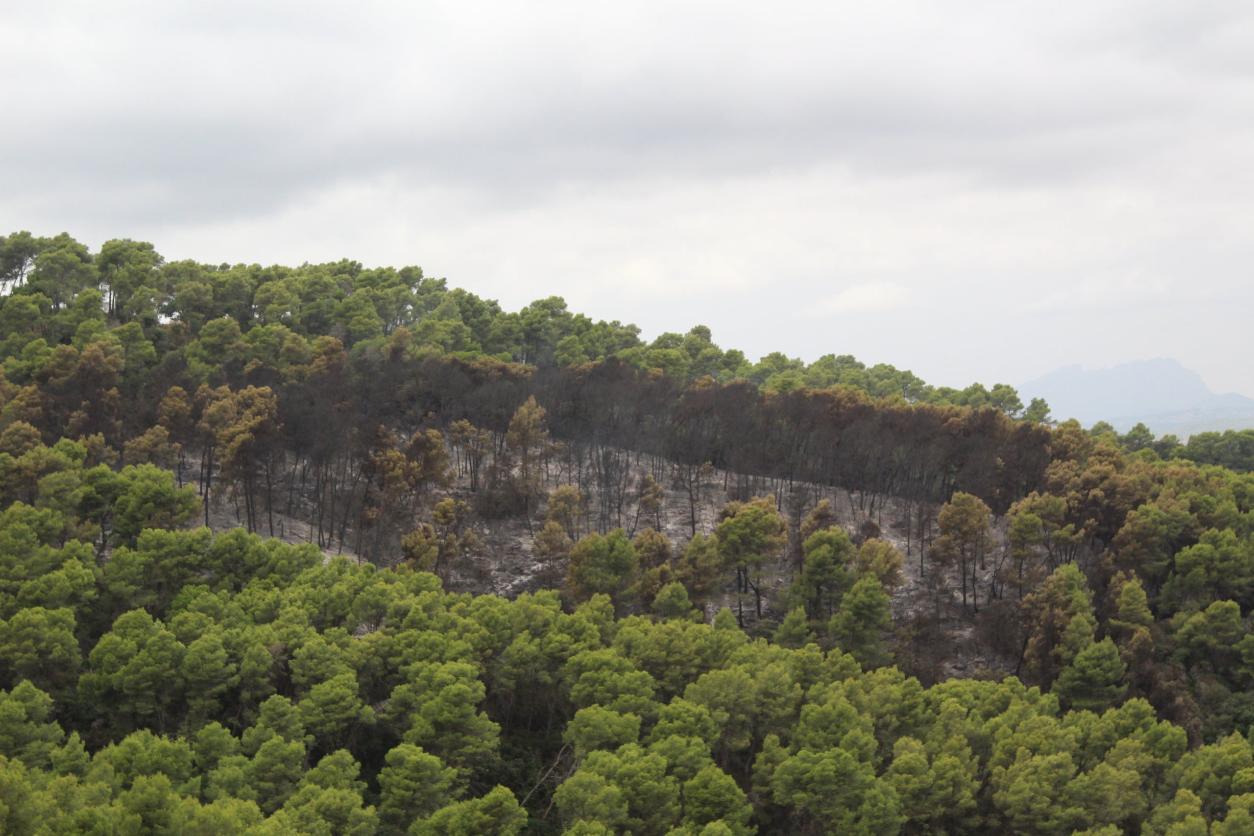 Trams de zona forestal cremada per l'incendi que ha afectat Torre Baró i Ciutat Meridiana / A.R.