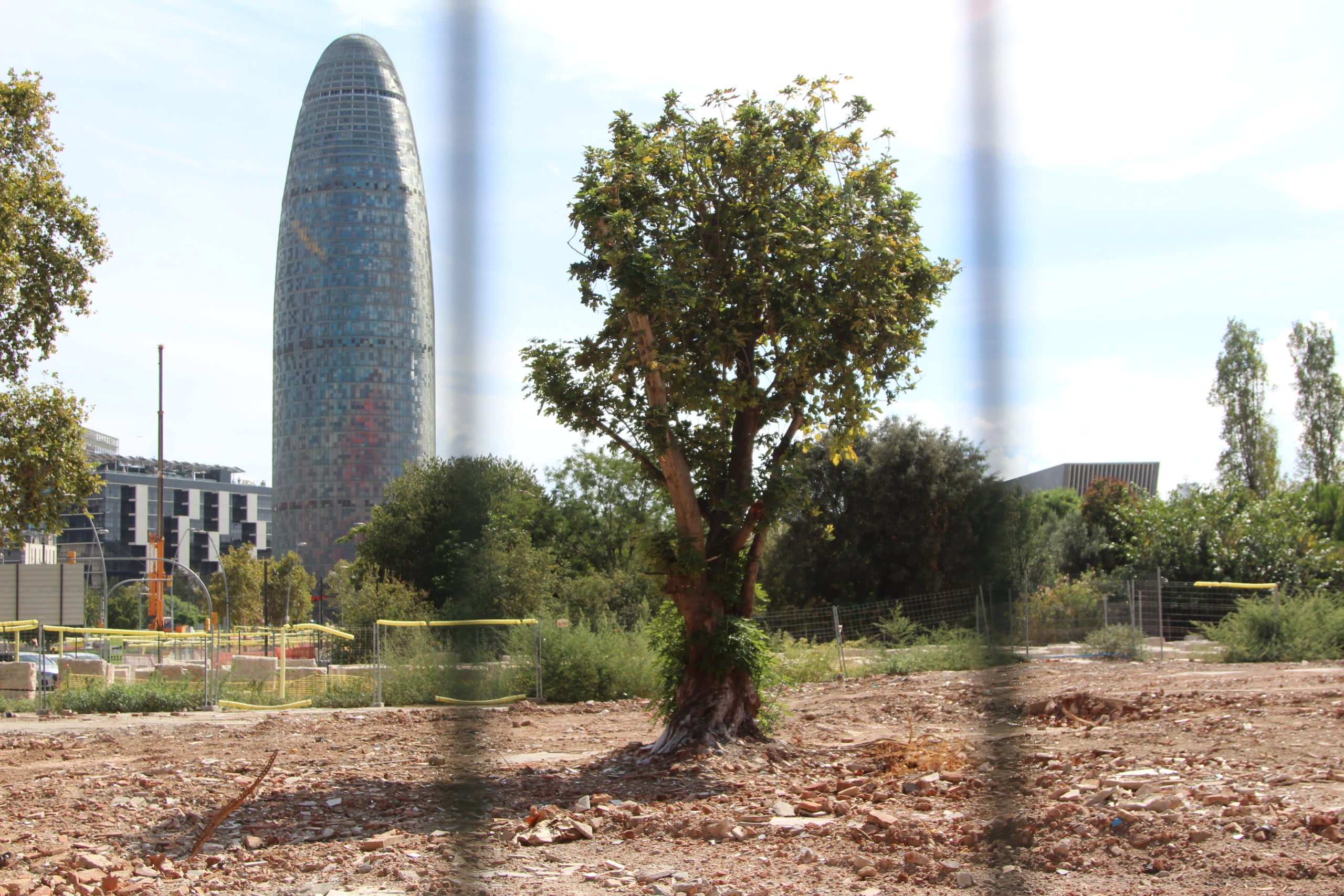 Dos arbres sobreviuen al gran solar resultant de la segona fase d'enderrocs a la façana nord de la plaça de les Glòries / A.R.