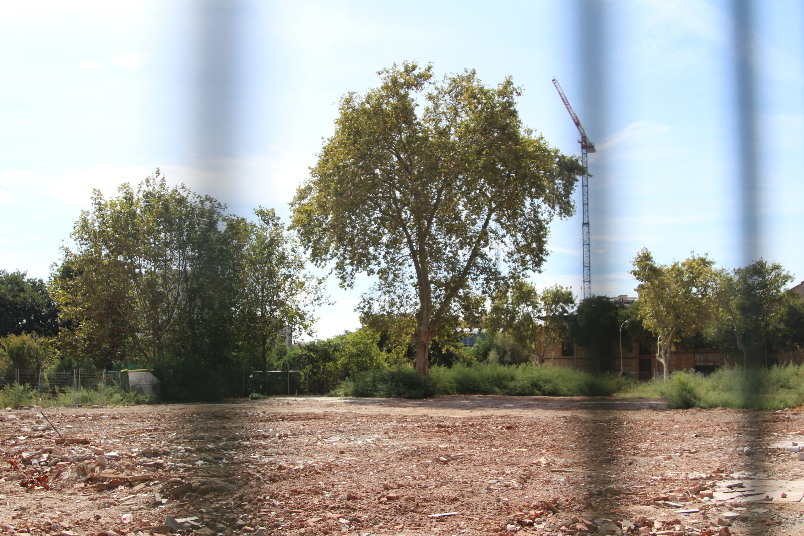 Dos arbres sobreviuen al gran solar resultant de la segona fase d'enderrocs a la façana nord de la plaça de les Glòries / A.R.
