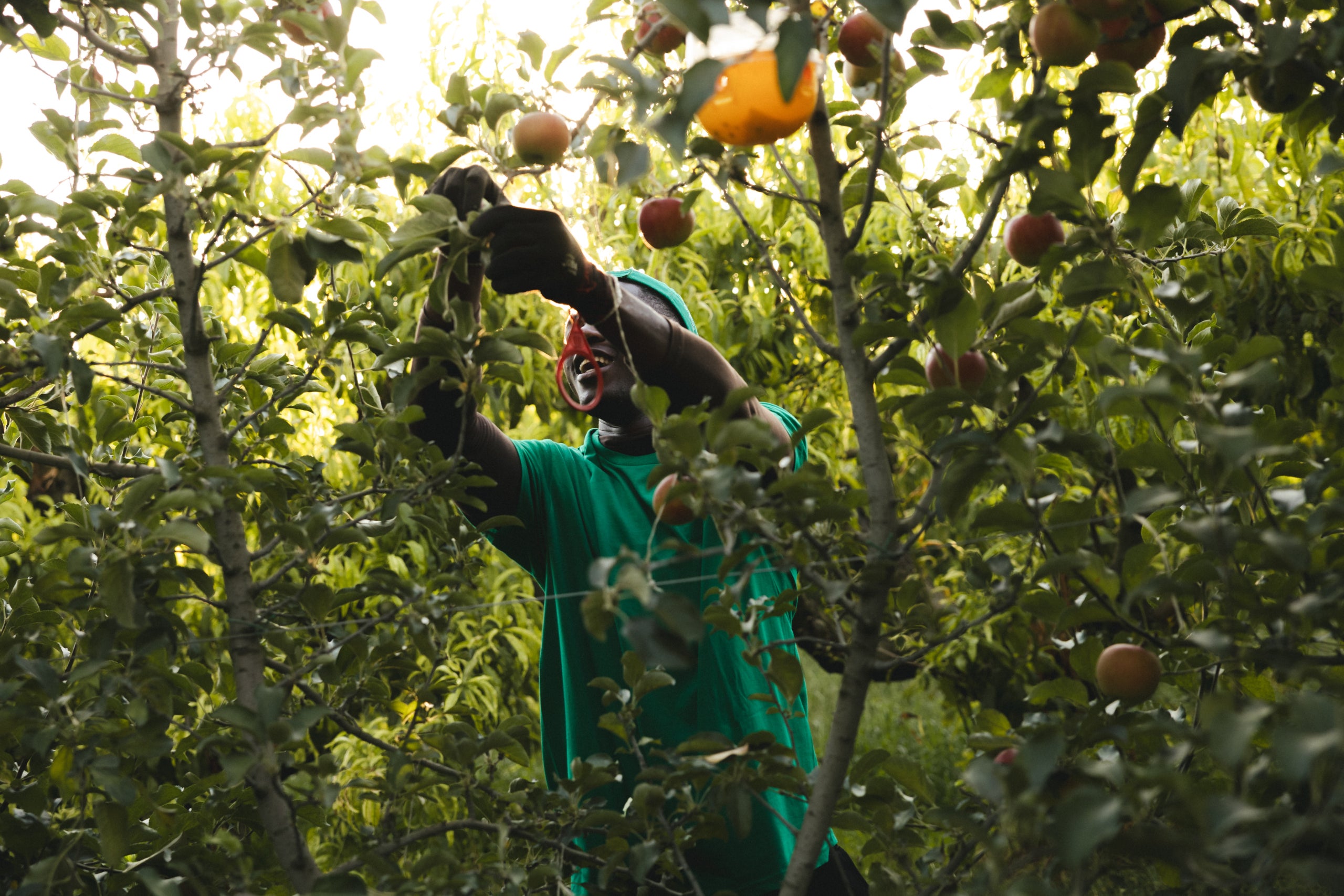 Recol·lecció de pomes ecològiques per elaborar suc de poma ecològic / Foto: Generalitat de Catalunya